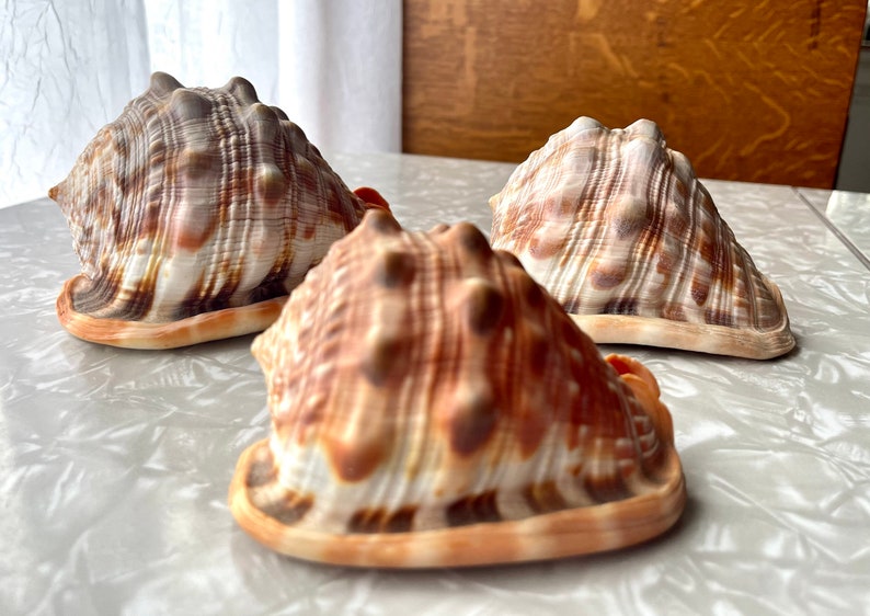 3 Bullmouth Helmet Seashells Cassis Rufa, Cypraecassis Rufa Set of 3 image 2