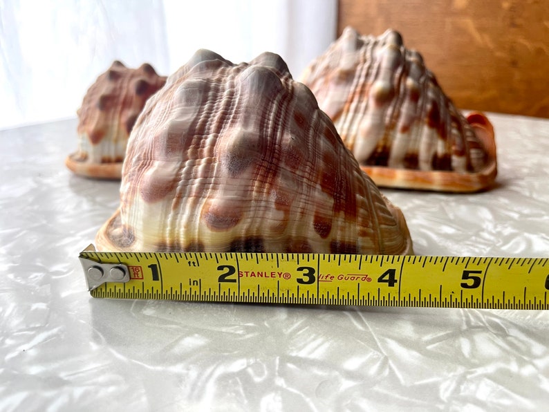 3 Bullmouth Helmet Seashells Cassis Rufa, Cypraecassis Rufa Set of 3 image 3