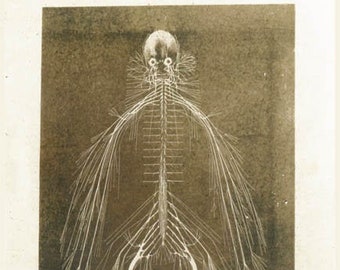 Spine XRAY Skeleton Nervous system Greeting Card