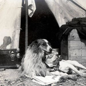 Impresión fotográfica vintage Perros Collie y Pit Bull Gafas de sol Gafas de vuelo Descanso Acampada junto a la tienda Tarjeta de felicitación