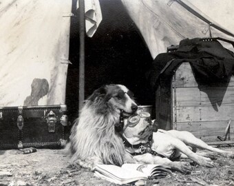 Vintage Foto Druck Collie und Pit Bull Hunde Sonnenbrille fliegen Schutzbrille Rest Camping von Zelt Grußkarte