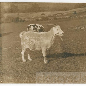 Vintage Foto 1918 Goat & Cow Farm in Springfield Vermont 62 V