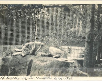 vintage photo 1914 Griffith Park Los Angeles Beauty Gray Wolf 24 M