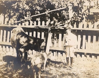 Cuadro antiguo de 1912: Niño pequeño alimentando a un cerdo y una vaca en el patio. 16 S