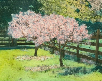 Cherry Blosson Orchard Photograph Print Japan relief