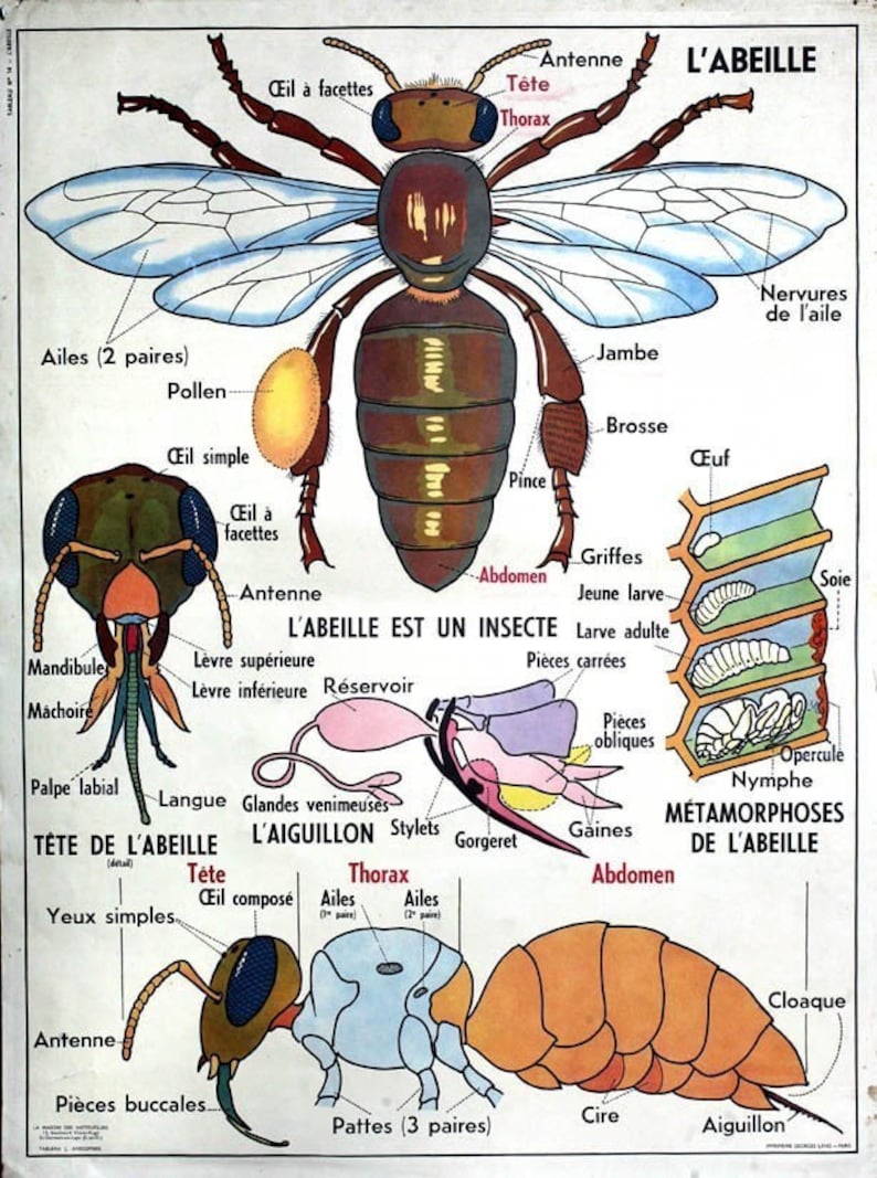 French Honey Bee Color Photograph from Vintage Poster Apiary Etsy
