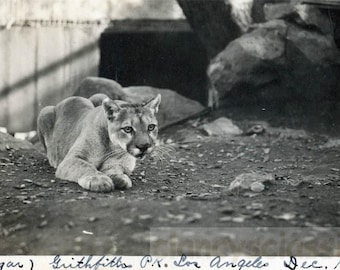 Foto vintage de 1914 do Griffith Park, Los Angeles: Puma, Leão da Montanha, Linda! 40 x