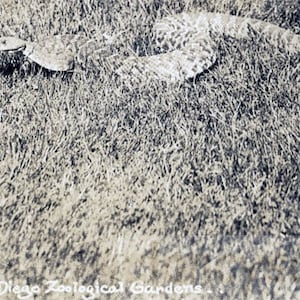vintage photo 1929 San Diego Zoo Gardens Rattle Snake Bunnell RPPC 64m