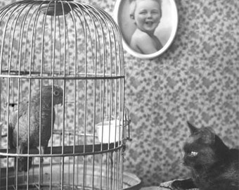Black Cat Watches PArrot in Cage Photo Print