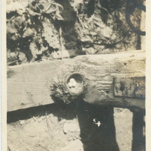 vintage photo 1917 Look At that A Bird&#39;s Nest on the Fence 26 Y