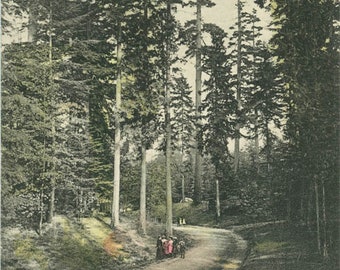 vintage postcard 1906 Seattle Washington Woodland Park Hand Colored 10 Z