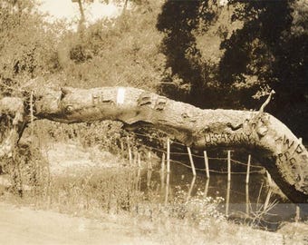 vintage photo '14 USA Family Travels East-West Car Carved Crawling Tree in Pennsylvania70 N