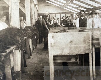 vintage photo Tobacco Cigar Factory African Americans Italians New York City Mr Allen Cabinet