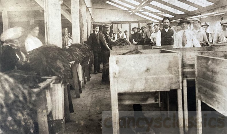 vintage photo Tobacco Cigar Factory African Americans Italians New York City Mr Allen Cabinet image 1