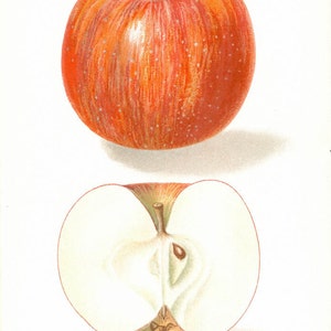Vintage Print Apple 1904 Dept of Agriculture Original vintage print