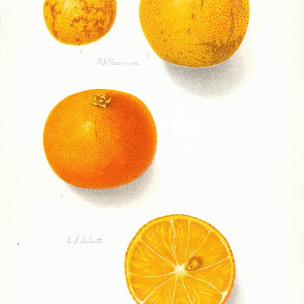 Vintage Print Orange and Citrange 1904 Dept of Agriculture Original vintage print
