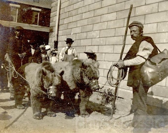 Artista callejero ambulante de Santa Cruz, California, década de 1910. Osos adiestrados con bozal. 3 H