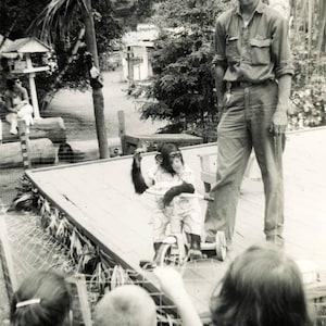 May include: Vintage black and white photograph of a chimpanzee riding a tricycle on a wooden stage. A man stands nearby, and children watch the performance. The scene is set outdoors, possibly at a zoo or park.