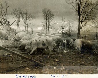 vintage photo 1919 Decatur Cisco Illinois Farm Irwin's Hogs Pigs Mystical Sky 70 P