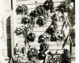 vintage photo 1922 These are All from My Garden VEgetables Raised in CAnada List on Back24 A
