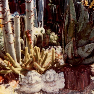 Transfert de Photo Greeting Card Cactus succulentes jardin anges SX 70 altéré Vintage
