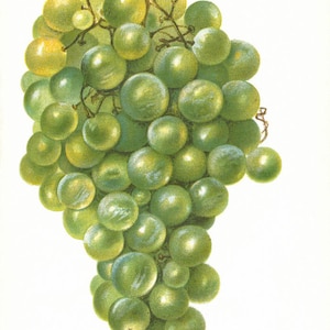 Vintage Print Grape 1904 Dept of Agriculture Original vintage print