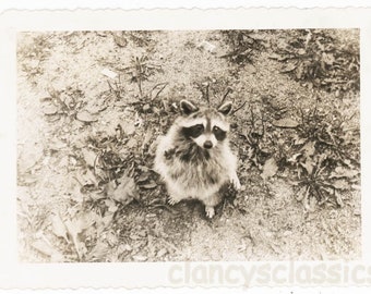 vintage photo 1935 Raccoon Got me up a Tree Stands on Back Legs 46 M