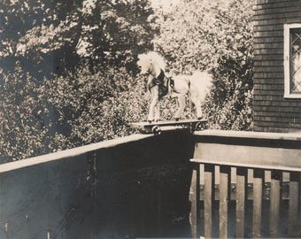 vintage photo 1899 Steiff German Horse Pull Toy on Wheels RARE 37 X