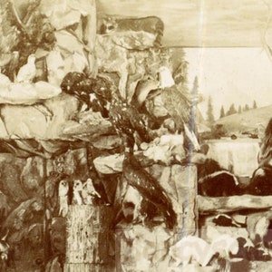 1909 Taxidermie Hoarder Zoo Bear Bobcats Eagles Skunk Dogs Painted Walls ODDITIES 70 Z