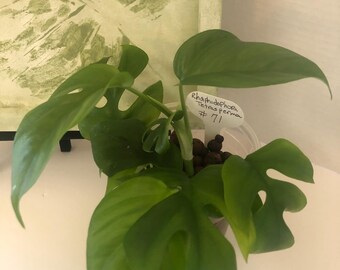 US Seller Rhaphidophora Tetrasperma Migma Variegated - Etsy