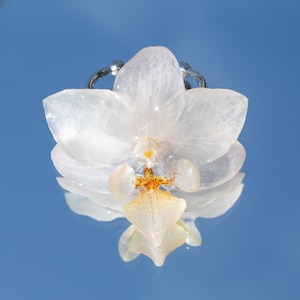 Echte Orchideenblüte Ring – Verstellbarer Edelstahl Botanischer Schmuck – Harz erhaltene Orchidee – Natur Schmuck Geschenk für Sie