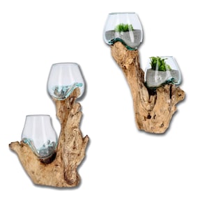 Può includere: Due vasi di vetro con un bordo ondulato sono attaccati a un ramo di legno di deriva naturale. I vasi sono riempiti di sabbia e piccole piante.