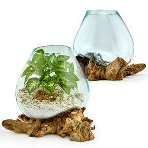 Grote decoratieve schaal van glas op wortelhout – een unieke handgemaakte vaas, terrarium of tafeldecoratie van duurzame natuurlijke materialen