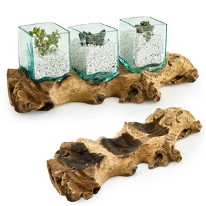 May include: Three clear glass square vases with white gravel and small green plants are displayed on a natural brown driftwood base.