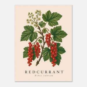 Może przedstawiać: Botaniczna ilustracja krzewu porzeczki czerwonej z kiściami jaskrawoczerwonych owoców, zielonymi ząbkowanymi liśćmi i małymi białymi kwiatami na kremowym tle. Na dole znajduje się napis REDCURRANT oraz Ribes rubrum.