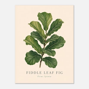 Könnte beinhalten: Ein botanischer Druck, der eine Geigenfeige mit großen, dunkelgrünen, geigenförmigen Blättern auf hellcremefarbenem Hintergrund zeigt. Der Text FIDDLE LEAF FIG und Ficus lyrata ist unten auf dem rechteckigen Kunstwerk in Schwarz gedruckt.