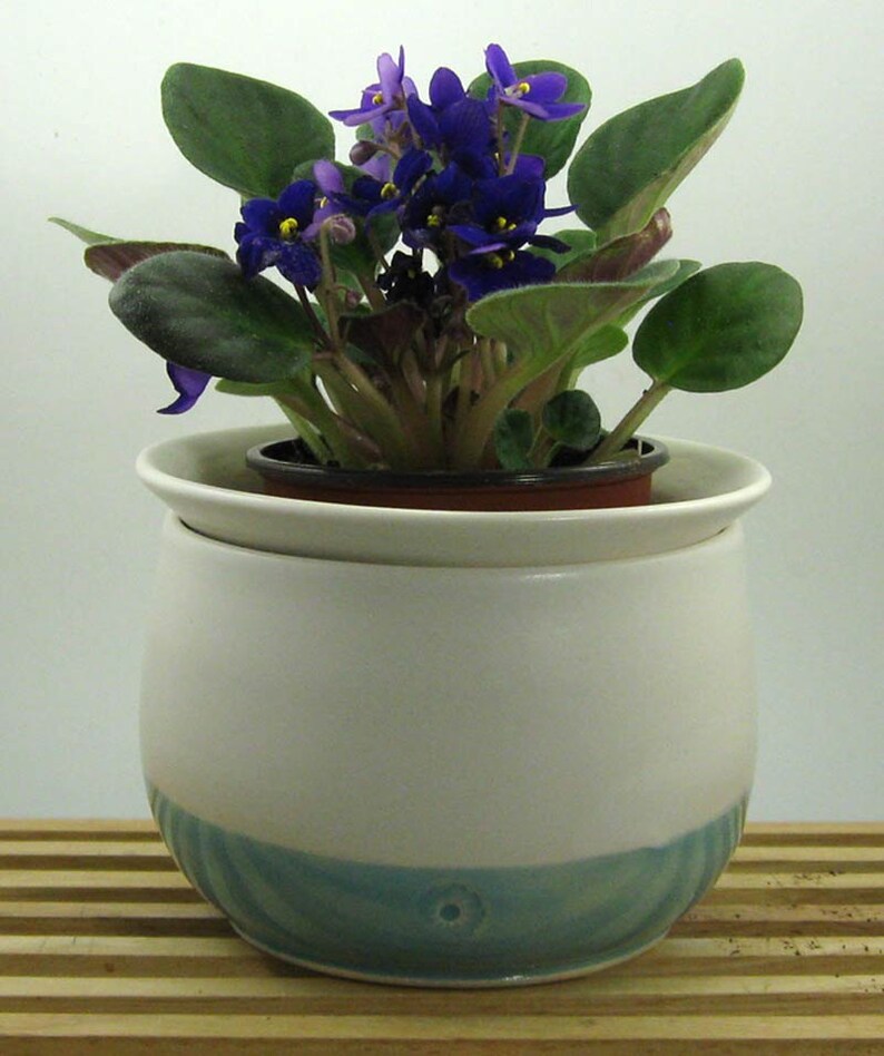 thumbnail image 2 of Wick Watering For African Violet Plants – Baby Violets 2 of 12