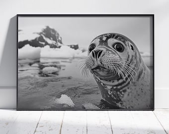 Cheeky Seal Print, Seal Print, Seal Photography, Bathroom Prints, Toilet Art, Toilet Decor, Toilet Prints, Funny Seal, Black and White Art