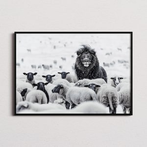 Impresión de león entre ovejas, impresión de león, póster de león, foto de león, arte de león, impresión en blanco y negro, arte de pared en blanco y negro, impresiones monocromáticas