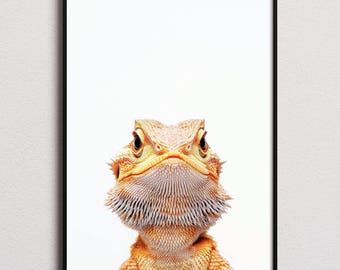 Bearded Dragon Print, Bearded Dragon Poster, Bearded Dragon Wall Art, Bearded Dragon Art Print, Bearded Dragon Photo