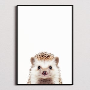 Hedgehog Print, Hedgehog Poster, Hedgehog Wall Art, Hedgehog Art Print, Hedgehog Photo