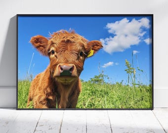 Highland Kuh Foto, Highland Kuh Druck, Highland Kuh Kalb, Scottish Druck, Highland Kuh Geschenke, Highland Kuh Poster, Highland Kuh Fotografie