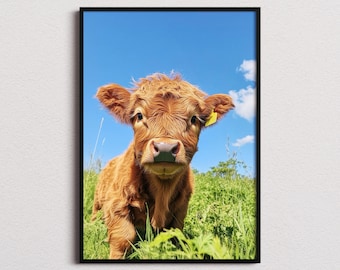 Highland Kuh Foto, Highland Kuh Druck, Highland Kuh Kalb, Scottish Druck, Highland Kuh Geschenke, Highland Kuh Poster, Highland Kuh Fotografie