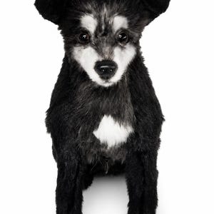 HeartFound One of a Kind Realistic Plush Dog, 10 Inch Weighted Stuffed Animal, Memorial Keepsake, Zipper Bag, Ready to Ship