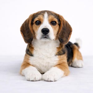 Realistic Beagle Plush Toy, Lifelike Stuffed Animal Companion, Memorial Gift