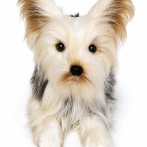 Op de afbeelding: Een kleine pluche hond met lang, zacht haar in tinten crème, beige en donkergrijs. Het speelgoed heeft grote, rechtopstaande oren, donkerbruine ogen en een kleine zwarte neus, met een realistische uitdrukking en een ruige vacht.