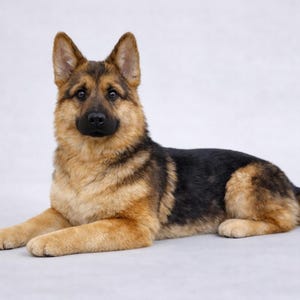 Steiff German Shepherd - Etsy