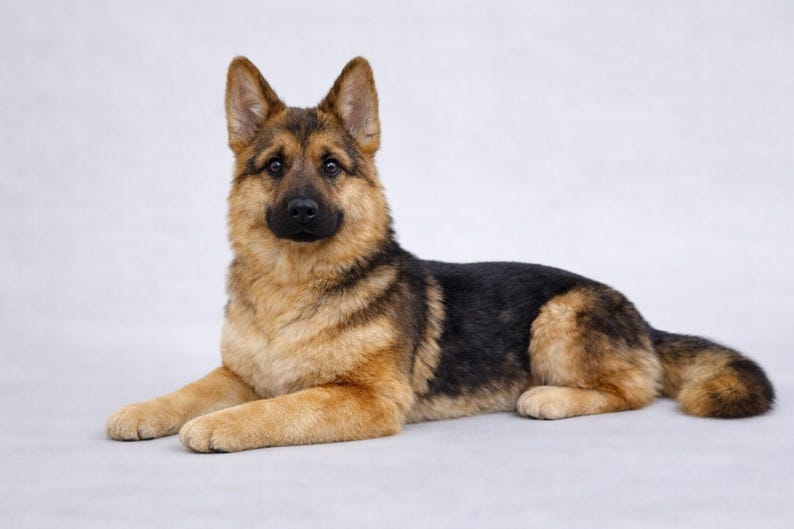 Puede incluir: Un perro pastor alem&aacute;n est&aacute; tumbado, mirando al espectador. El perro tiene una silla de montar negra y marcas de color canela en la cara, las patas y el pecho. Sus orejas est&aacute;n erguidas y tiene una nariz negra y ojos oscuros. El fondo es blanco liso.