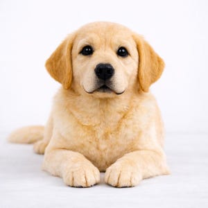 Realistische Labrador Plüschtier, Lebensechter 16-Zoll-Begleithund, Haustier-Memorial-Geschenk