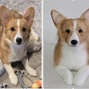 Custom stuffed animals, photo to custom stuffed animal, plush animals, custom stuffed animal, personalized pet plush, plush pet clones